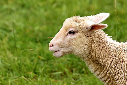 white sheep photography thumbnail