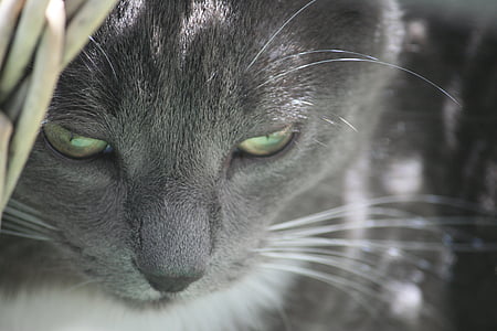 gray cat looking downwards thumbnail