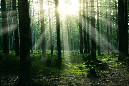 sun piercing through trees photography thumbnail