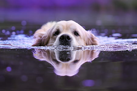 light golden retriever swimming on body of water thumbnail