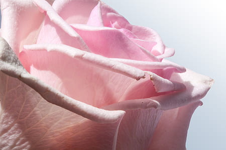 pink rose flower thumbnail
