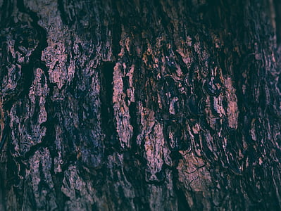 tree trunk thumbnail