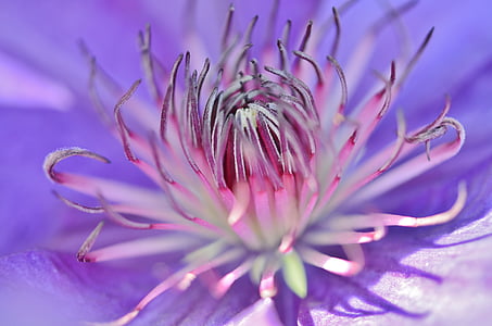 micro photography of purple Clematis flower thumbnail