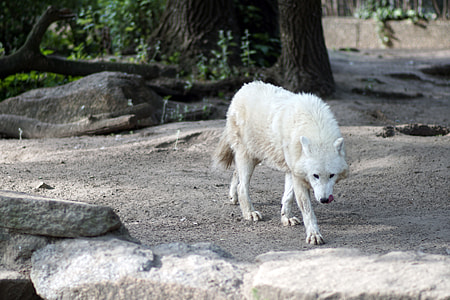 photo of short-coated white dog thumbnail