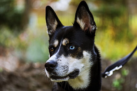 selective focus photography of white and black dog thumbnail