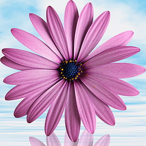pink petaled daisy flower thumbnail
