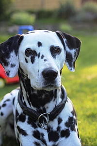 shallow focus photo of adult Dalmatian outdoors thumbnail