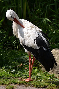 selective focus photography of white and black bird thumbnail