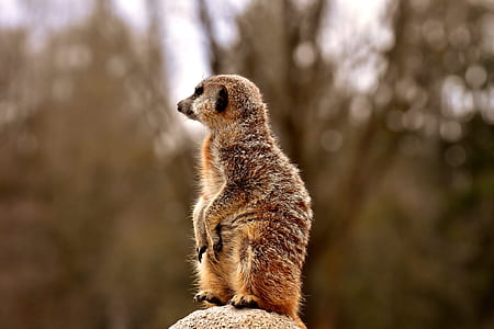 closeup photography of brown and black animal thumbnail