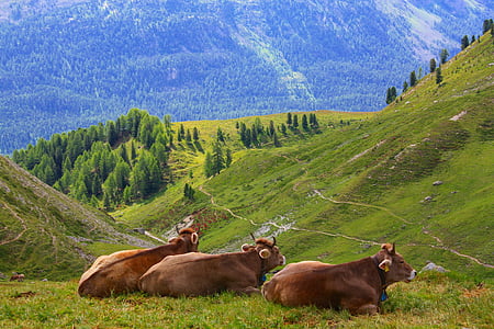 three brown cows on hill with grasses thumbnail