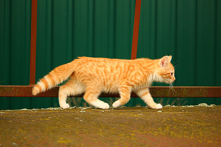 orange tabby cat walking on street thumbnail
