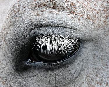 grayscale photo of animal's eye thumbnail