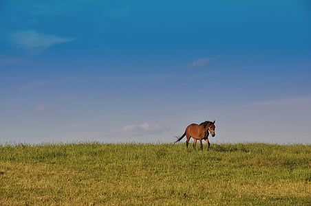 brown horse on green grass lawn thumbnail