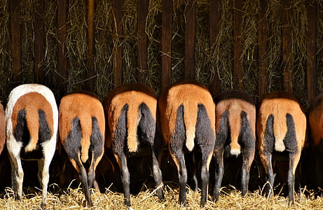 black and brown animals eating grass thumbnail