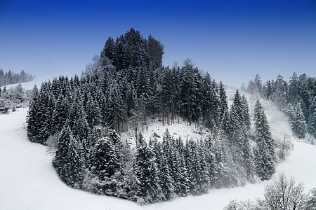 snow coated pine tree on snow field thumbnail