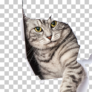 Big cat Kitten Dog Pet door, Pet cat, silver tabby cat in hole PNG clipart