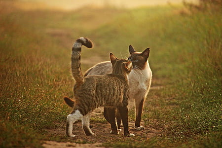 two cat kissing in the middle of the grass field thumbnail