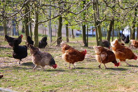 flock of brown and black hens near green leaf plants during daytime thumbnail