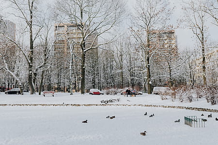 Wintery Park thumbnail