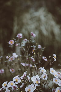 white anemone flower macro photography thumbnail