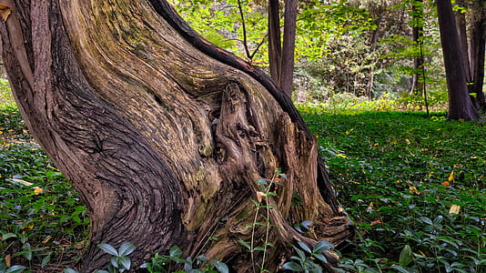 Tree Trunk Surrounded by Green Grass thumbnail