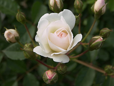 white rose blooming during daytime thumbnail