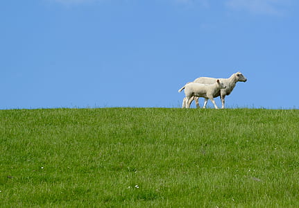 two sheep on grass field under clear blue sky during daytime thumbnail