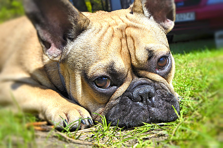 adult tan French bulldog lying on green grass at daytime thumbnail