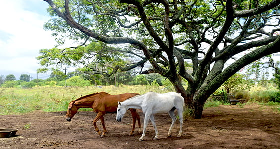 two brown and white horse under tree thumbnail