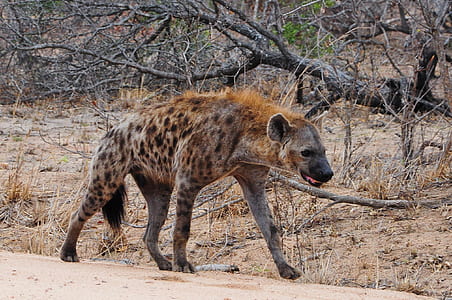 brown 4-legged animal thumbnail