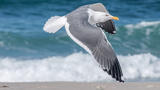 white and gray bird flying above seashore at daytime thumbnail