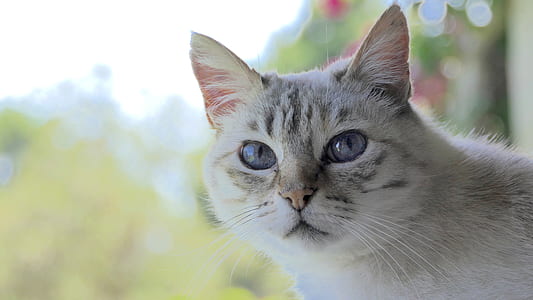 short-fur gray cat close-up photography thumbnail