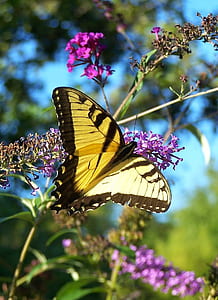 selective focus photography of tiger swallowtail butterfly perching on purple flower thumbnail