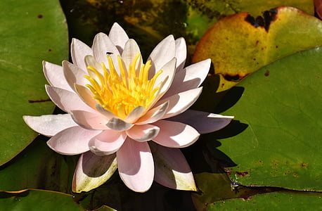 lotus flower thumbnail