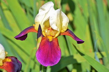 macro shot photography of purple and white orchids thumbnail