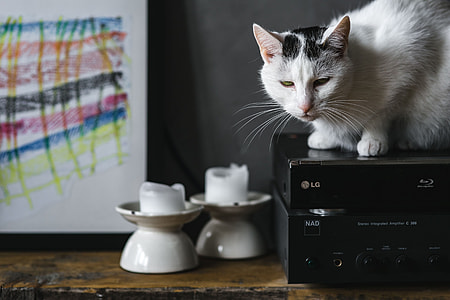 Cat Portrait thumbnail