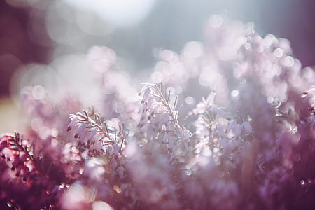 shallow focus photography of purple flowers thumbnail