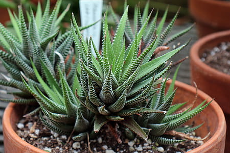 Succulent plant Haworthia Attenuata or Zebra Plant, Zebra Haworthia, Apicra Attenuata, and Aloe Clariperla is a family of non-cactus plants that live in the desert of South Africa. This zebra plant is growing in a small clay pot inside a greenhouse at Deep Cut Garden in New Jersey. thumbnail
