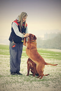 woman standing in front of two French mastiffs on grass field thumbnail