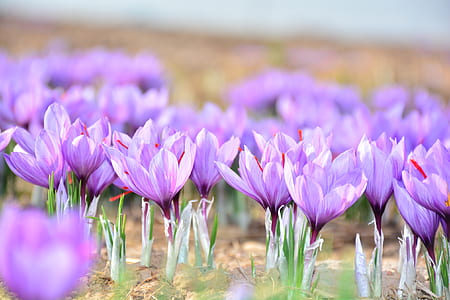 closeup photo of purple petaled flowers thumbnail