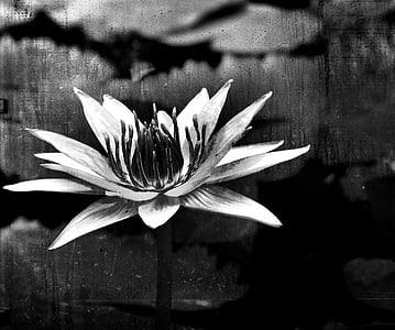 grayscale photography of white flower thumbnail