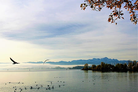 two birds flying over water thumbnail