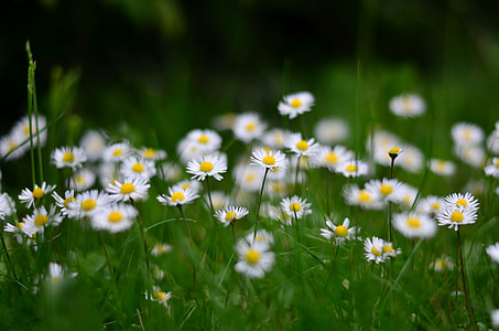 daisy flower bed during daytime thumbnail