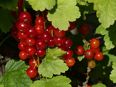 Red Currant, Currants thumbnail