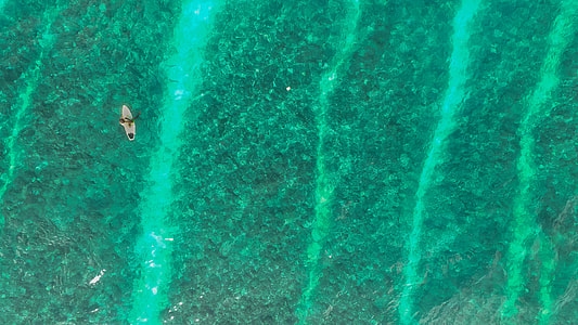 photo, person, surfboard, water surface thumbnail
