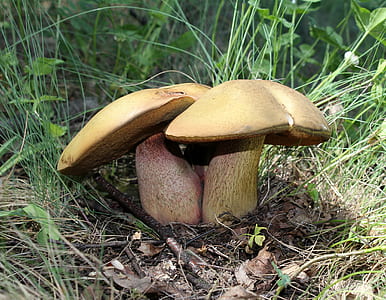 brown mushroom near grass thumbnail