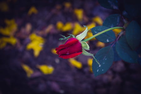 Red Rose thumbnail