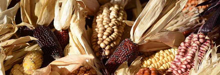 ornamental corn, corn, corn on the cob, cereals, wine red, agriculture thumbnail