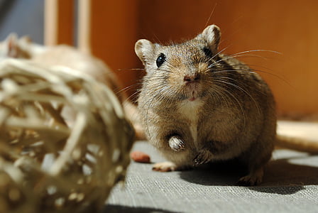 brown rat thumbnail