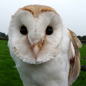 white and brown owl during day thumbnail